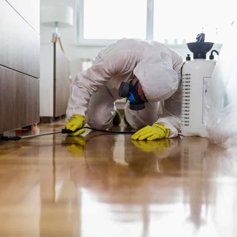 Expert Pest Control Services: Eliminating Pests Efficiently and Effectively